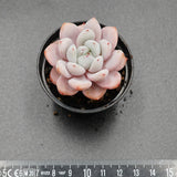 Echeveria Star Snow