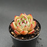 Echeveria Torchlight