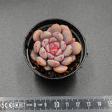 Echeveria monroe x laui