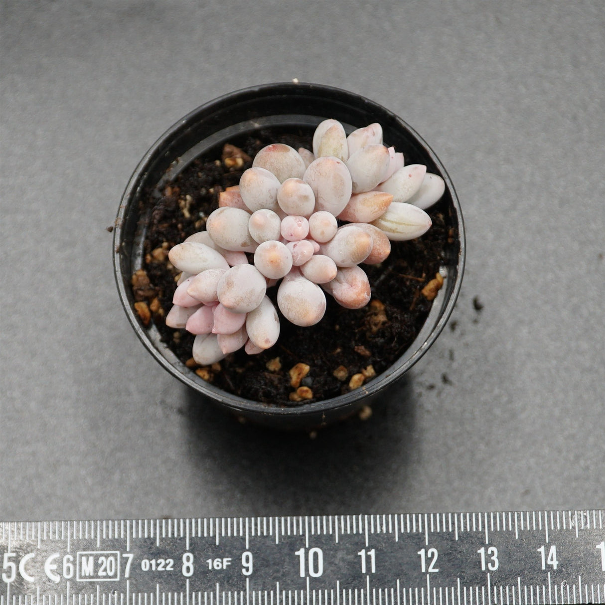 Pachyveria Pink Lover