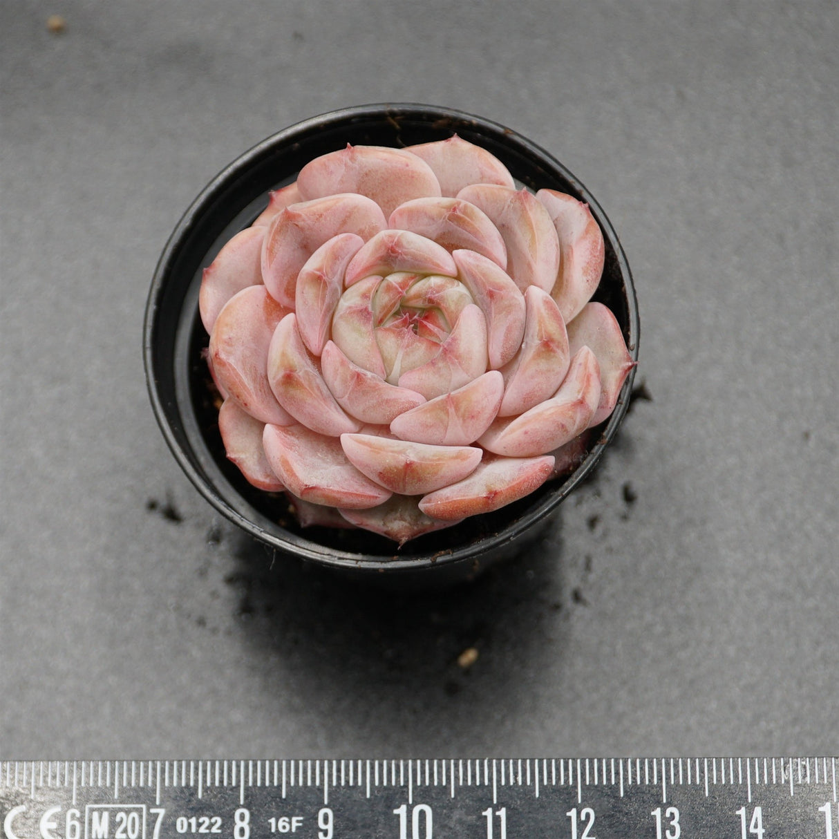 Echeveria Breezy Jenny