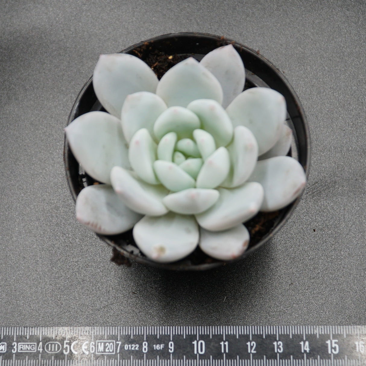Echeveria Sugar Heart