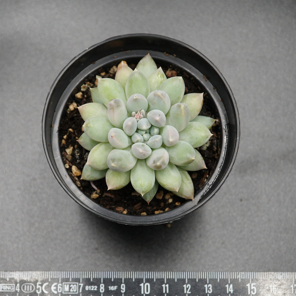 Pachyveria Green Clean