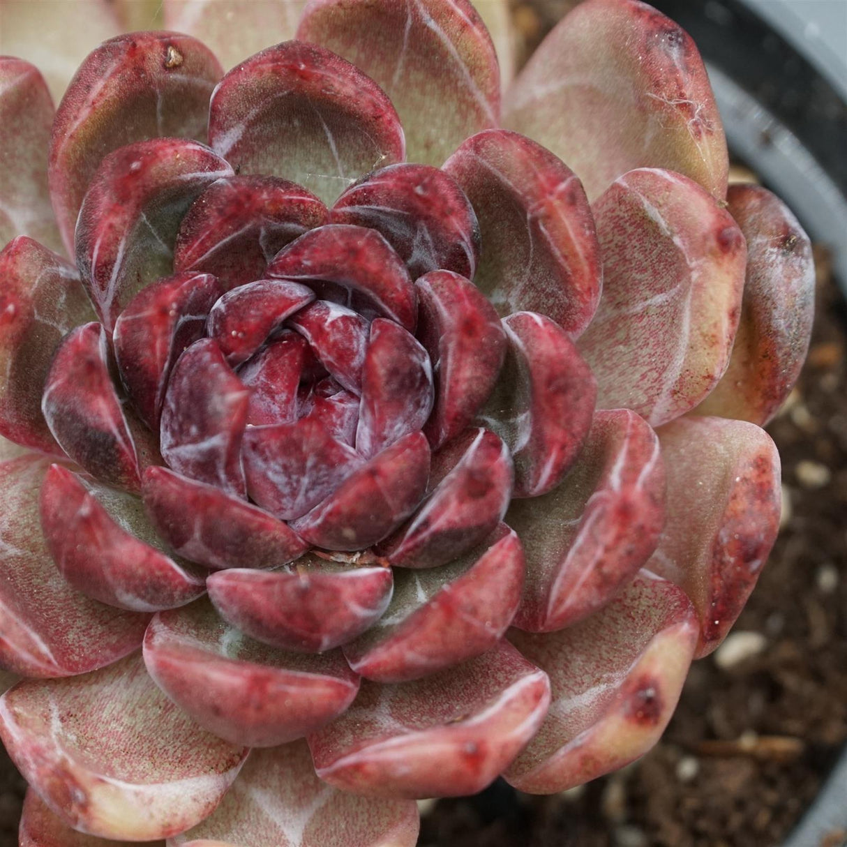 Echeveria Black Crystal