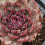 Echeveria Black Crystal