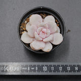 Echeveria Snow Crisp