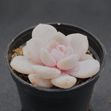 Echeveria Snow Crisp