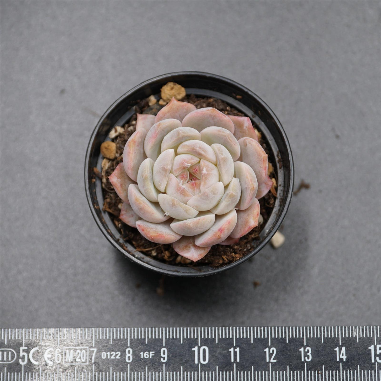 Echeveria Strawberry Milkshake