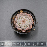 Echeveria Strawberry Milkshake