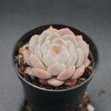 Echeveria Strawberry Milkshake