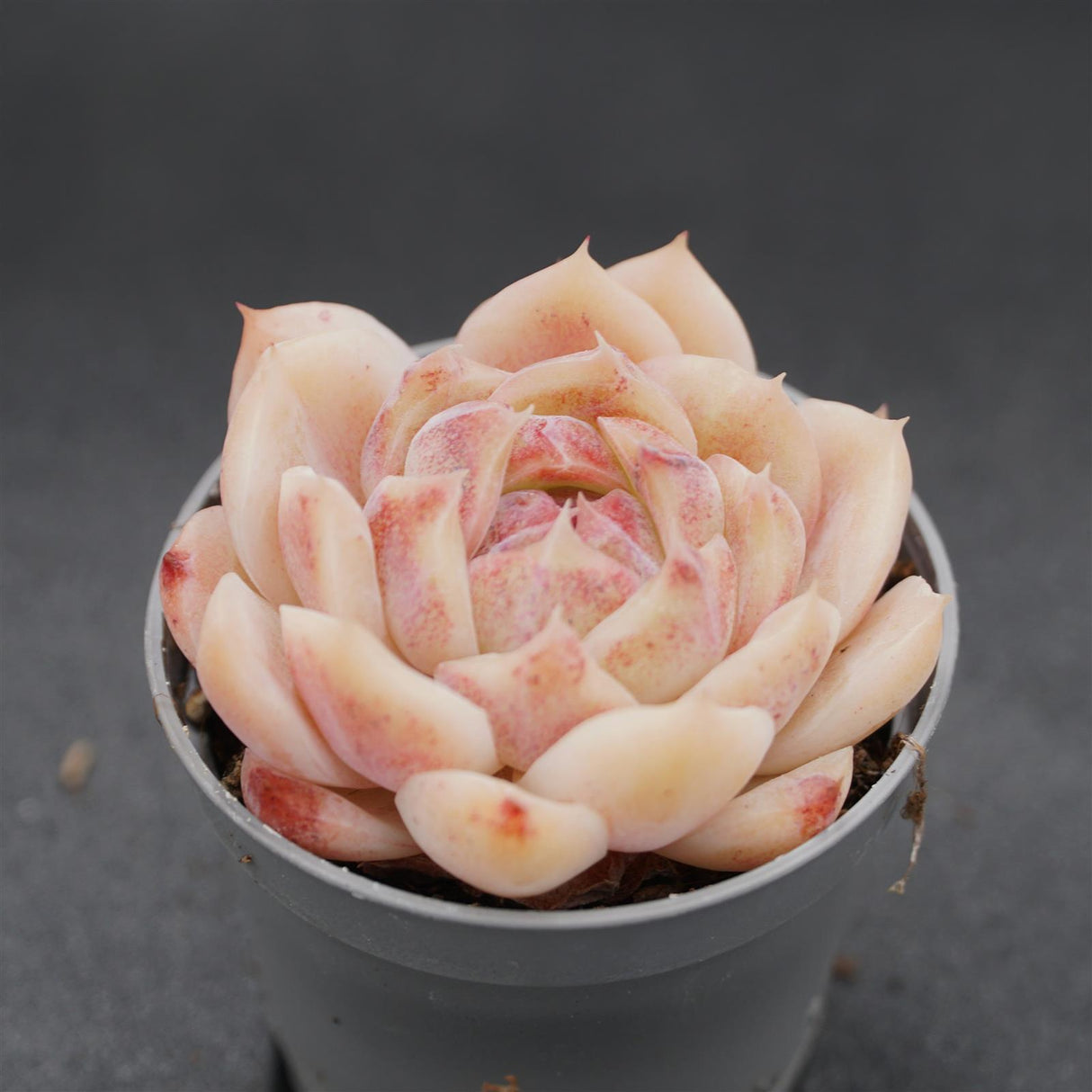 Echeveria Zijin