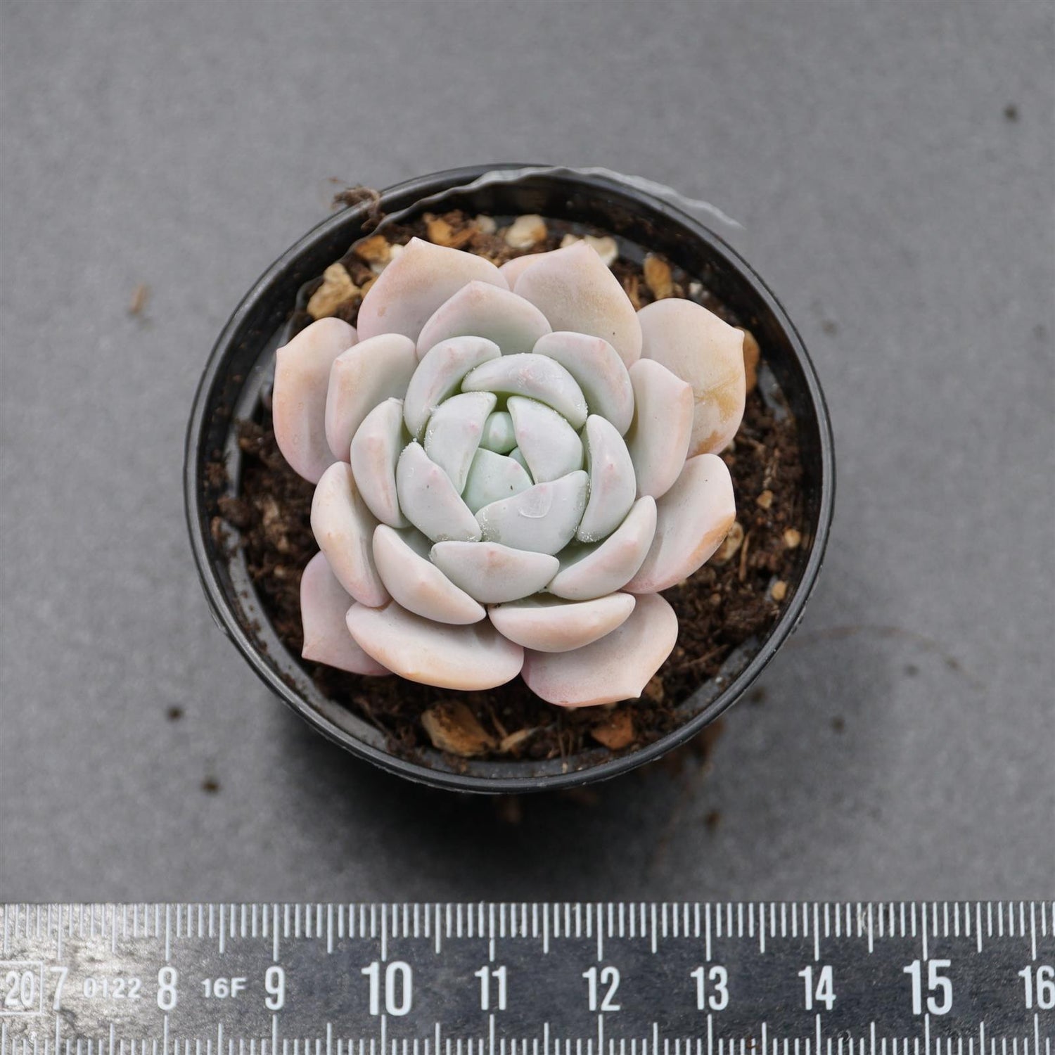 echeveria desert rose succulent Echeveria Desert Rose – PASIORA