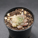 Haworthia Plastic Leather f. variegata