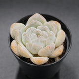 Echeveria Dream Halo