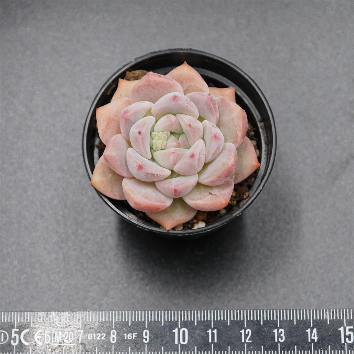 Echeveria Snow Melanie