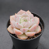Echeveria Snow Melanie