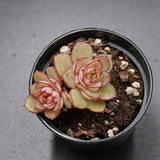 Echeveria Cinderella