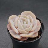 Echeveria