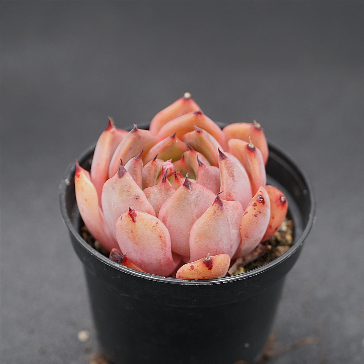 Echeveria Purple Iris