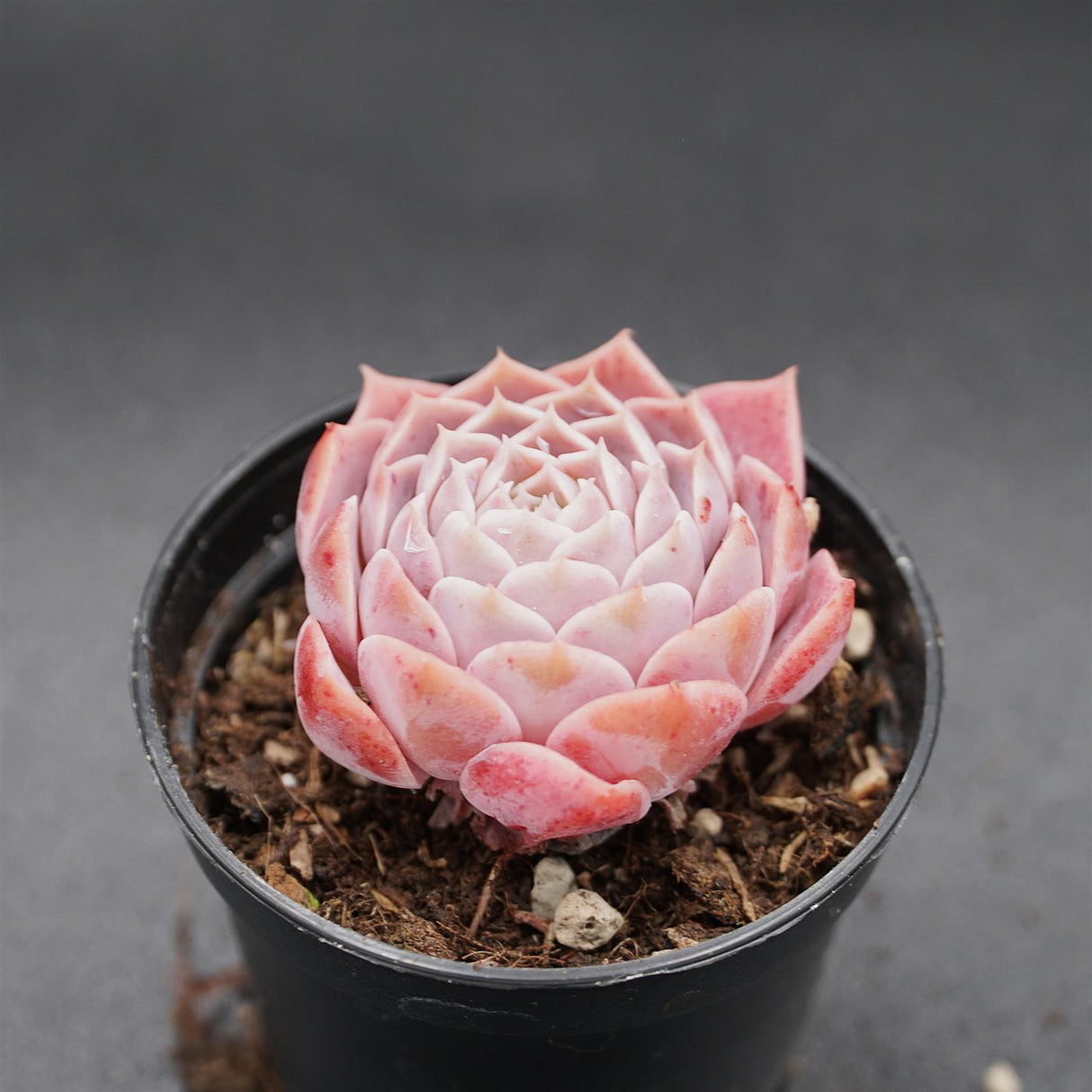 Echeveria Purple Sea