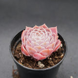 Echeveria Purple Sea