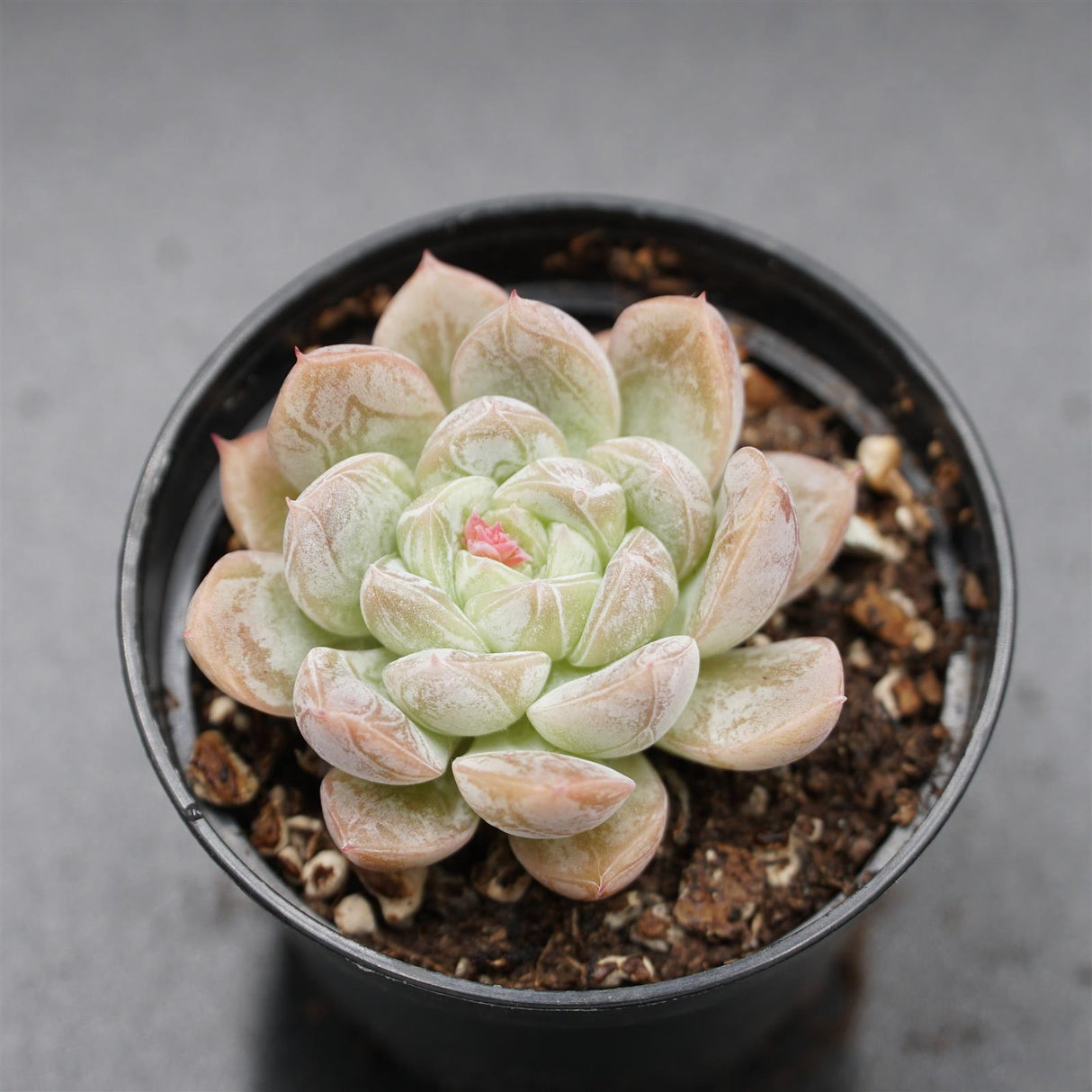 Echeveria Star Valley