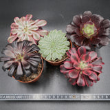 Aeonium Set