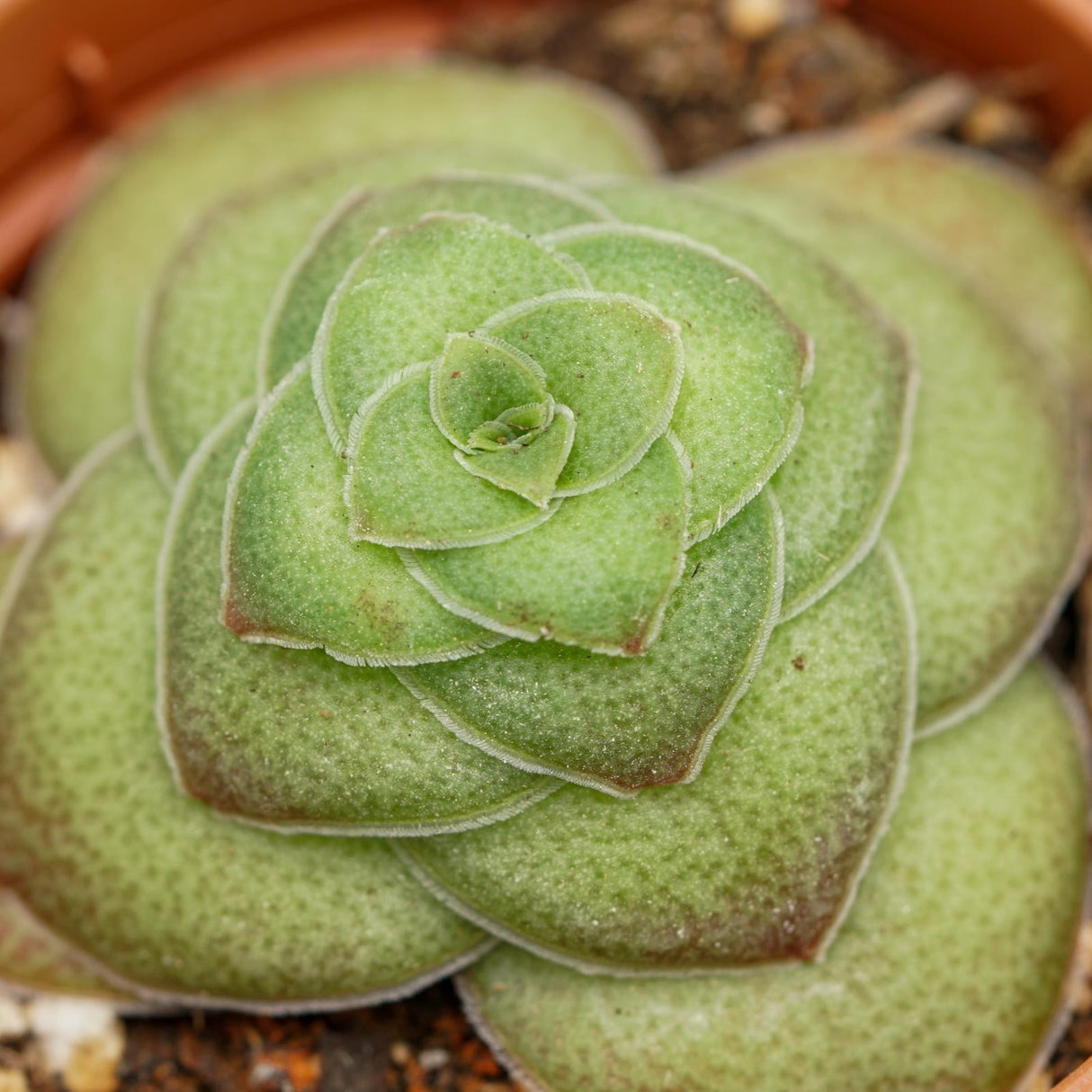 Crassula capitella v. turrita - 5.5cm