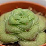 Crassula capitella v. turrita - 5.5cm