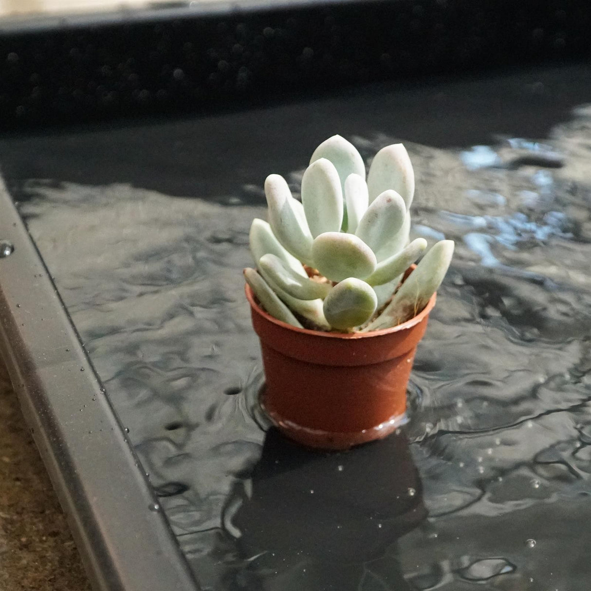 Plastic tray/casting tray - 2 pieces