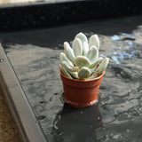 Plastic tray/casting tray - 2 pieces