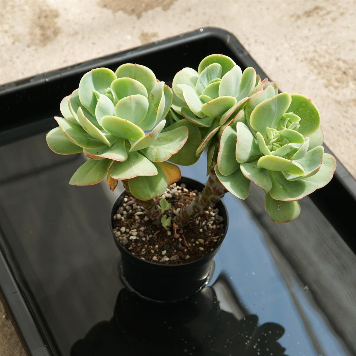 Plastic tray/casting tray - 2 pieces