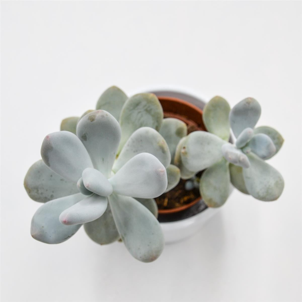 Pachyphytum bracteosum - 8.5cm