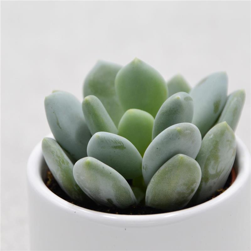 Pachyphytum bracteosum ssp. - 5.5cm