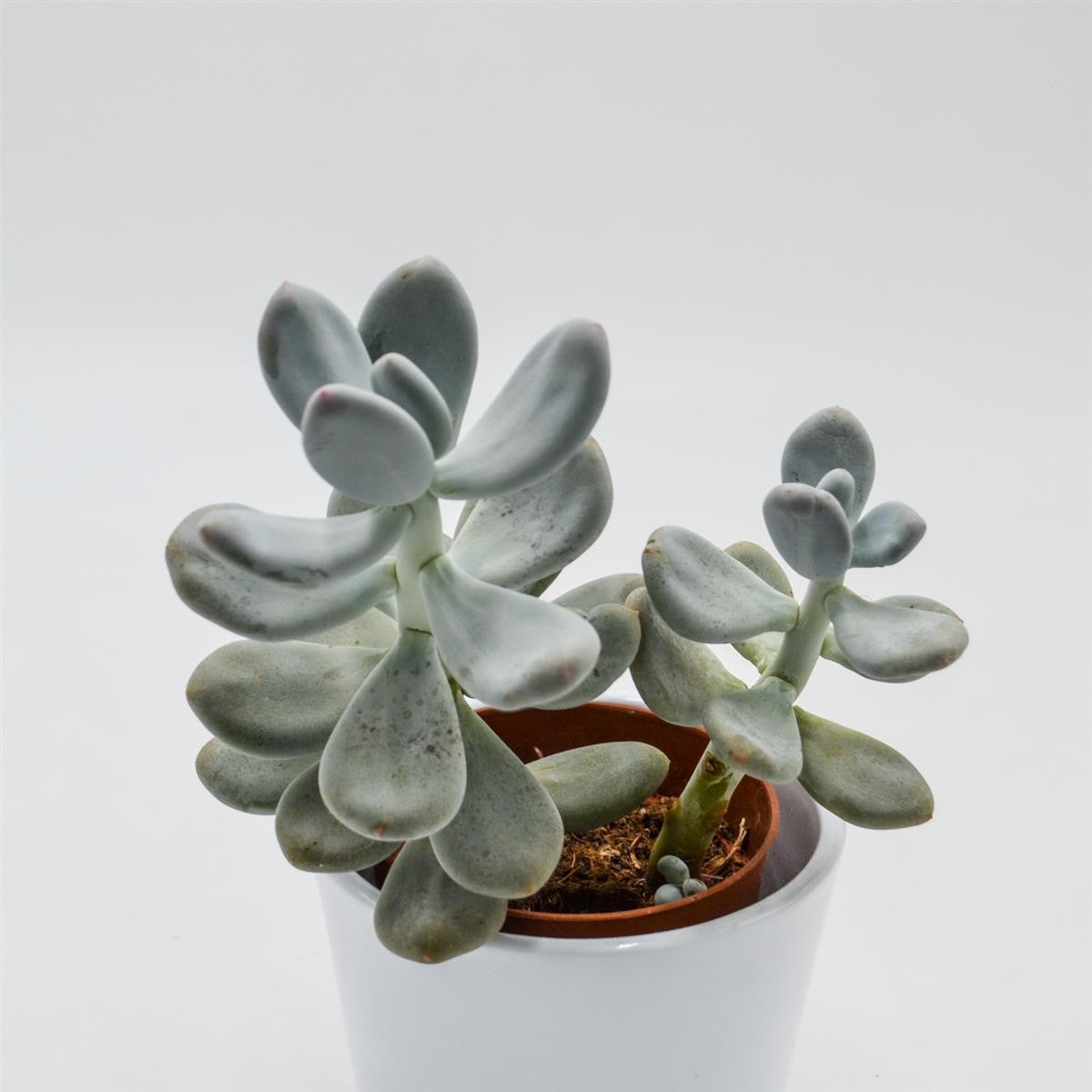 Pachyphytum bracteosum - 8.5cm
