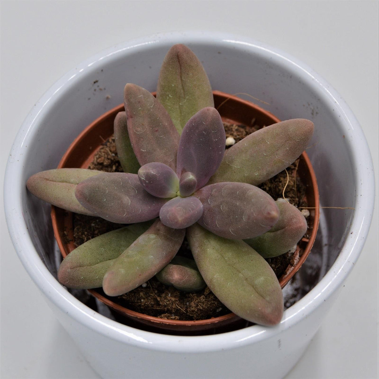 Pachyphytum Captain Jessop - 8.5cm