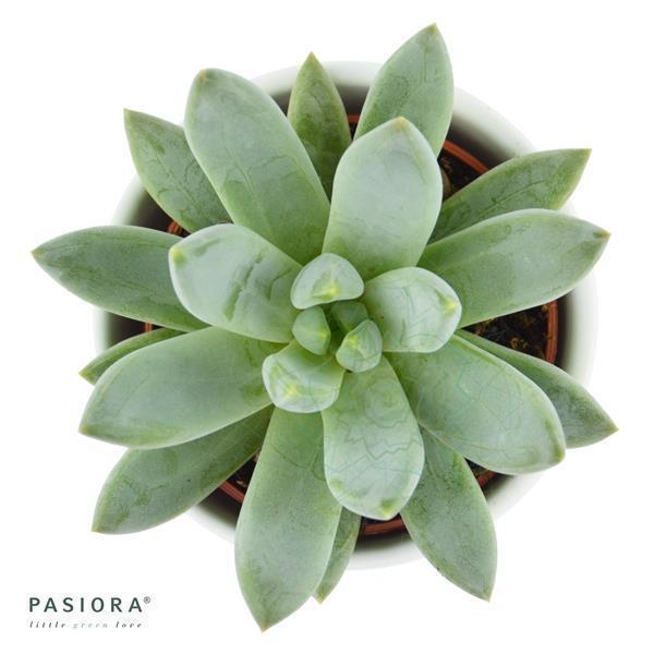 x Pachyveria Bea - 5.5cm