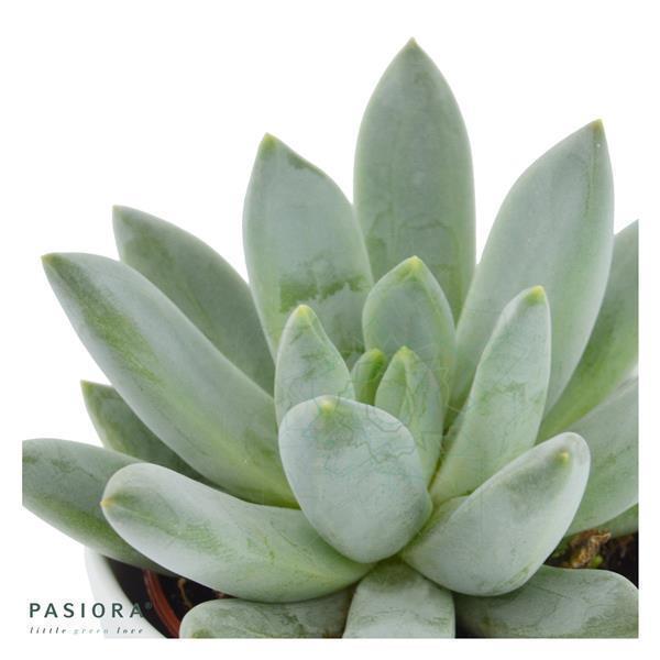 x Pachyveria Bea - 5.5cm
