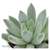 x Pachyveria Bea - 5.5cm