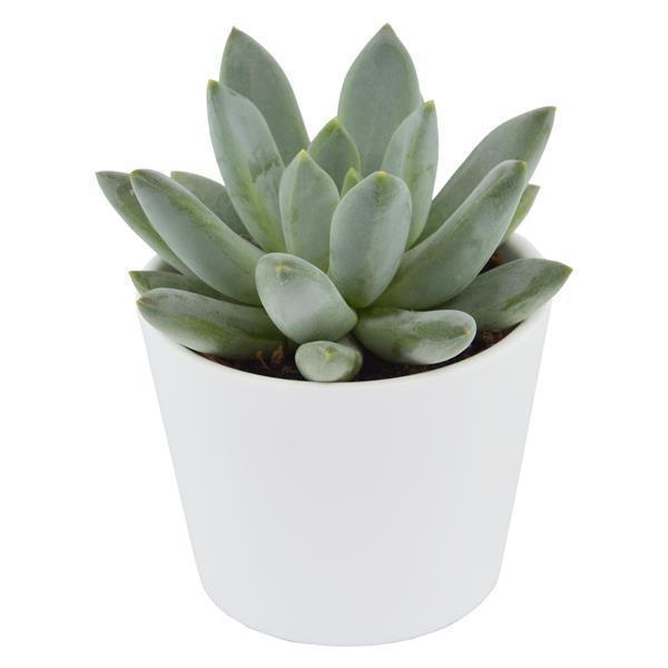 x Pachyveria Bea - 5.5cm