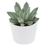 x Pachyveria Bea - 5.5cm