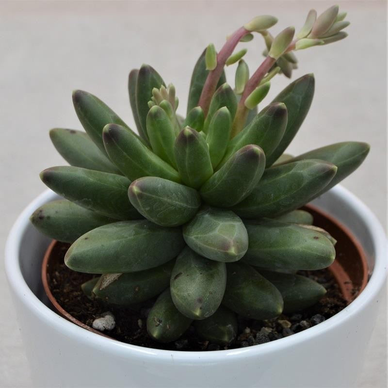 Pachyphytum compactum Little Jewel - 10.5cm