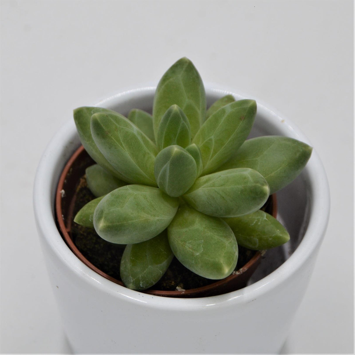 Pachyphytum compactum Little Jewel - 5.5cm