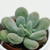 Pachyphytum cuicatecanum - 5.5cm