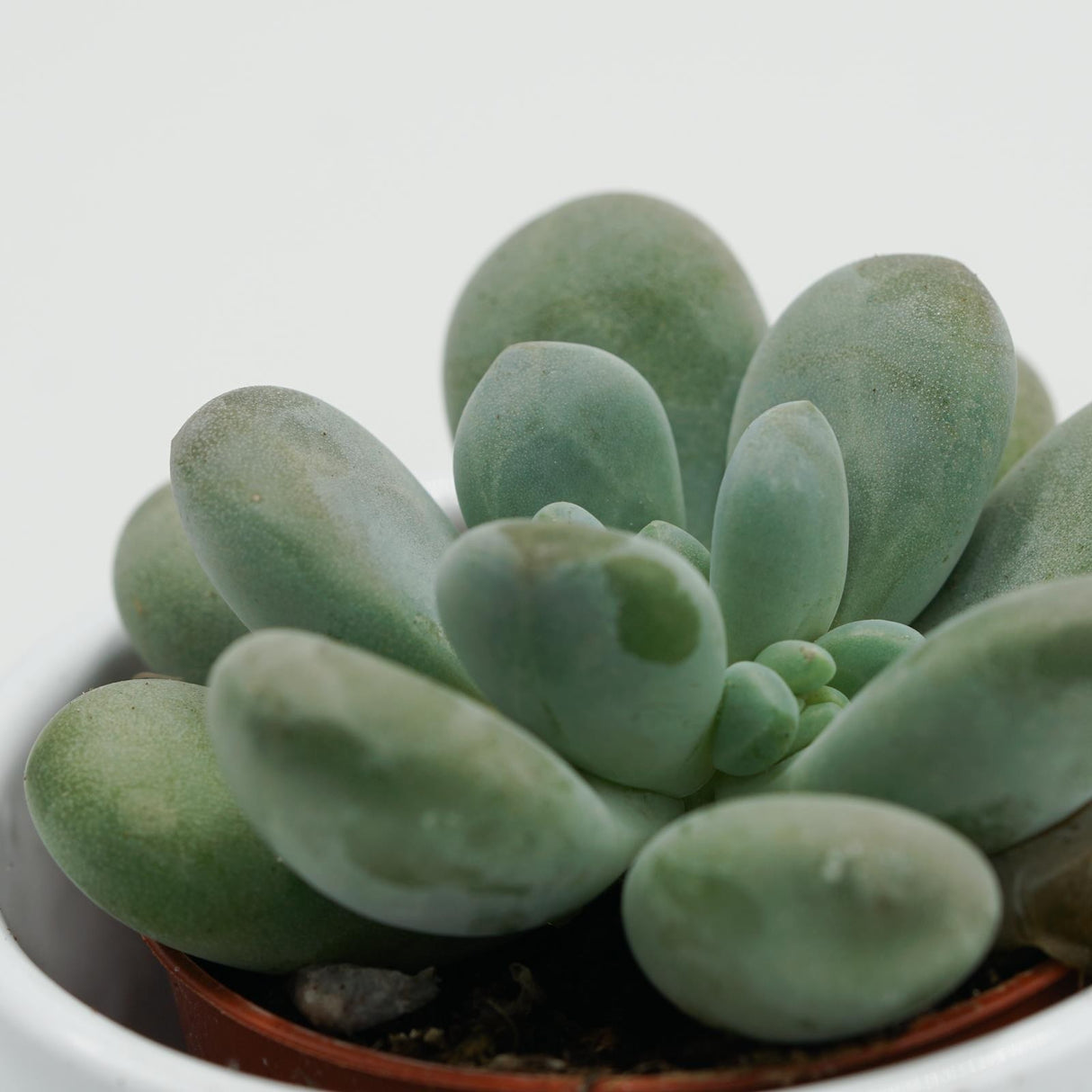 Pachyphytum cuicatecanum - 5.5cm