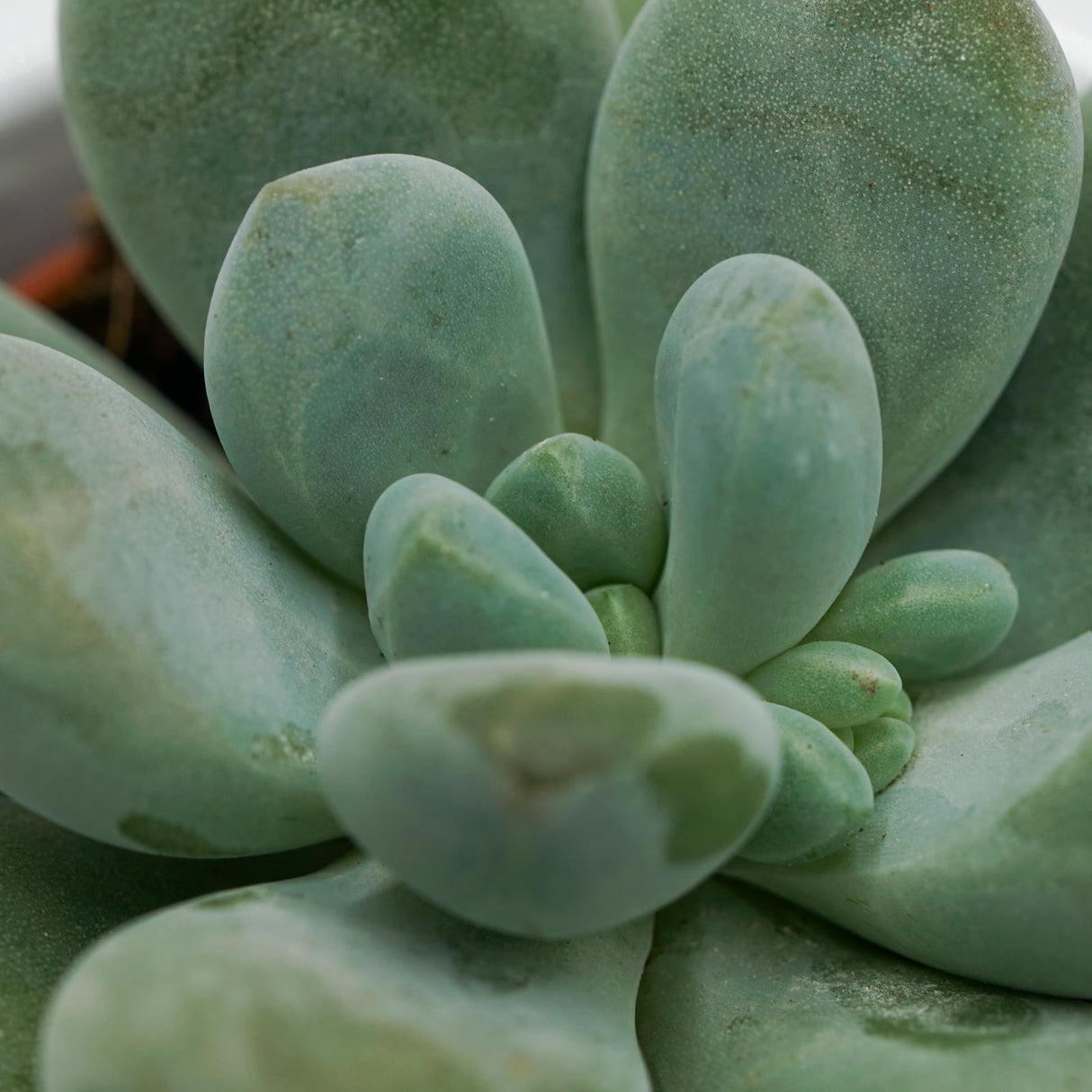 Pachyphytum cuicatecanum - 5.5cm
