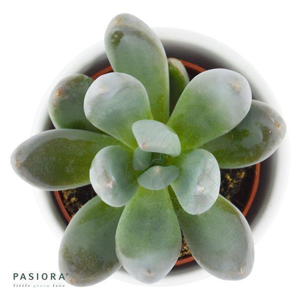 x Pachyveria Blue Mist - 5.5cm