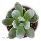 x Pachyveria Blue Mist - 5.5cm