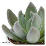 Succulent Selection, 20 pieces
