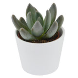 x Pachyveria Blue Mist - 5.5cm